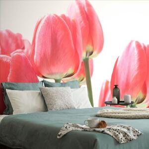 Fototapeta červené poľné tulipány - 450x300