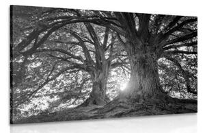 Obraz čiernobiele majestátne stromy - 60x40