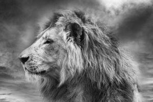 Samolepiaca tapeta africký lev v čiernobielom prevedení - 225x150