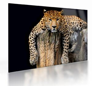 Sklenený obraz - Gepard (70x50 cm)