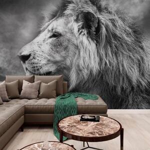 Tapeta africký lev v čiernobielom prevedení - 375x250
