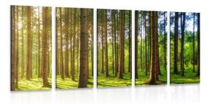 5-dielny obraz slnečné ráno v lese - 100x50