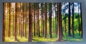 5-dielny obraz slnečné ráno v lese - 100x50