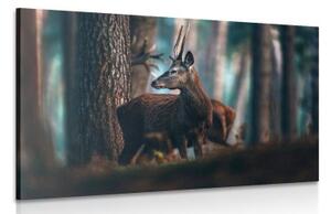 Obraz jeleň v borovicovom lese - 60x40