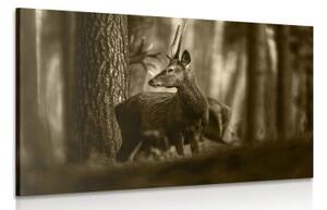 Obraz jeleň v borovicovom lese v sépiovom prevedení - 120x80