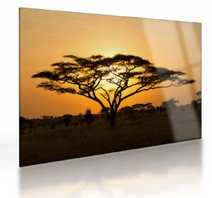Sklenený obraz - Africká savana (70x50 cm)