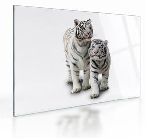 Sklenený obraz - Biely tiger (70x50 cm)