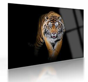 Sklenený obraz - Tiger (70x50 cm)