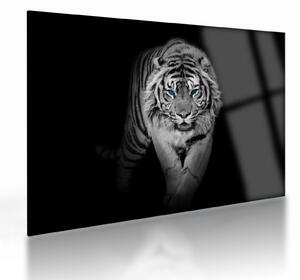 Sklenený obraz - Tiger s modrými očami (70x50 cm)