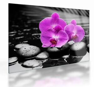 Sklenený obraz - Fialové orchidey (70x50 cm)