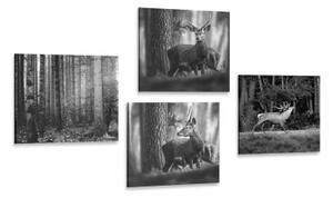 Set obrazov lesné zvieratá v čiernobielom prevedení - 4x 40x40