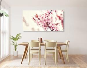 Obraz ružové kvety čerešne - 100x50