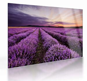 Sklenený obraz - Levanduľové pole pri západe slnka (70x50 cm)