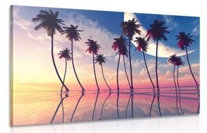 Obraz západ slnka nad tropickými palmami - 60x40