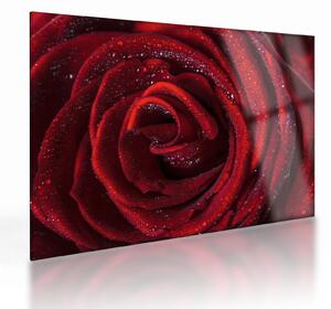 Sklenený obraz - Červená ruža s kvapkami rosy (70x50 cm)