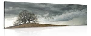 Obraz osamelé stromy - 150x50