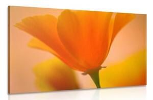 Obraz nádherná kvetina - 60x40