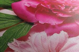 Obraz pivonky v ružovej farbe - 100x50