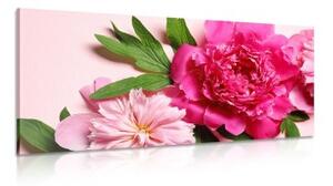Obraz pivonky v ružovej farbe - 100x50