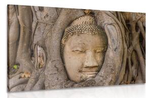 Obraz Budhov posvätný figovník - 60x40