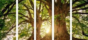 5-dielny obraz majestátne stromy - 100x50