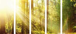 5-dielny obraz slnečné lúče v lese - 100x50