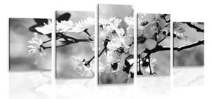 5-dielny obraz čerešňový kvet v čiernobielom prevedení - 100x50