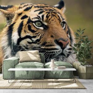 Samolepiaca fototapeta bengálsky tiger - 225x150