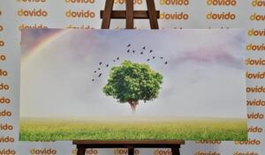 Obraz osamelý strom na lúke - 100x50