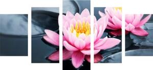 5-dielny obraz lotosový kvet v jazere - 100x50