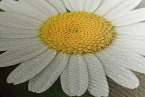 Obraz kvet margarétky - 100x50