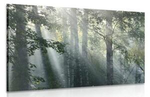Obraz slnečné lúče v hmlistom lese - 60x40