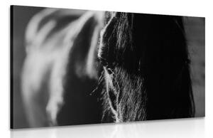 Obraz majestátny kôň v čiernobielom prevedení - 120x80