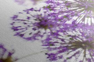 Obraz kvitnúce fialové kvety cesnaku - 100x50