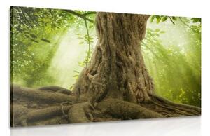 Obraz koreň stromu - 120x80