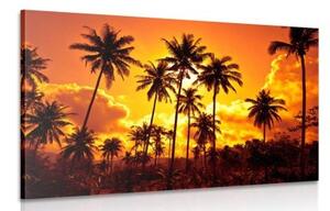 Obraz kokosové palmy na pláži - 120x80