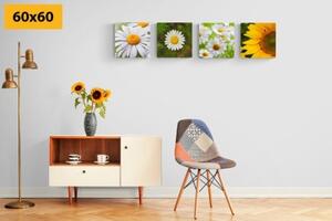 Set obrazov lúčne kvety - 4x 40x40