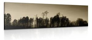 Obraz sépiový les - 120x40