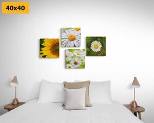 Set obrazov lúčne kvety - 4x 40x40