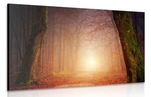 Obraz les v rozprávkových farbách - 60x40