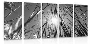 5-dielny obraz poľná tráva v čiernobielom prevedení - 100x50