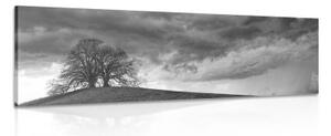 Obraz čiernobiele osamelé stromy - 150x50