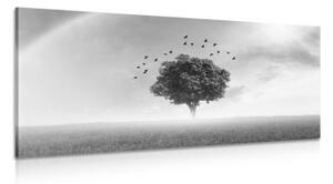Obraz osamelý strom na lúke v čiernobielom prevedení - 100x50