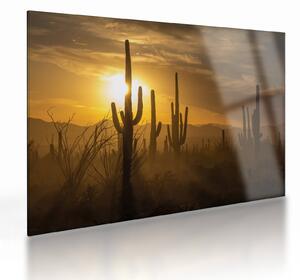 Sklenený obraz - Kaktusy Saguaro (70x50 cm)