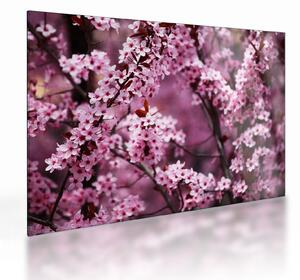 Sklenený obraz - Ružová sakura (70x50 cm)