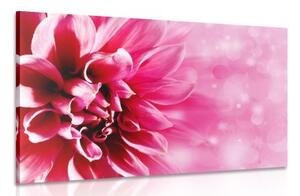 Obraz ružový kvet - 60x40