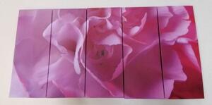 5-dielny obraz lupienky karafiátu - 100x50
