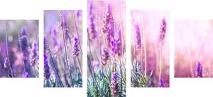 5-dielny obraz kúzelné kvety levandule - 100x50