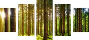 5-dielny obraz ráno v lese - 100x50