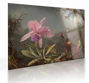 Sklenený obraz - Martin Johnson Heade, Cattleya Orchid and Three Hummingbirds, reprodukcia (70x50 cm)